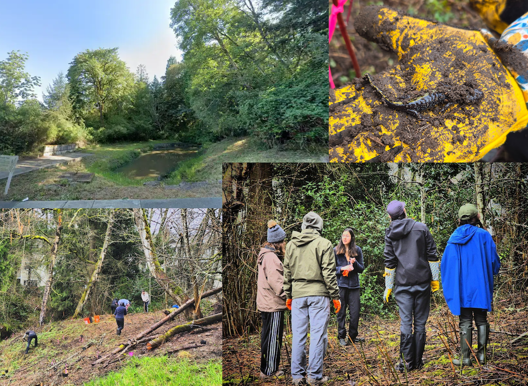 Explaining nature restoration and blackberry removal.